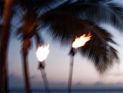 palms and flames
