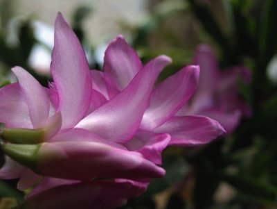 Cactus Flower - faranya