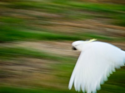 Flying cockatoo by Dennis