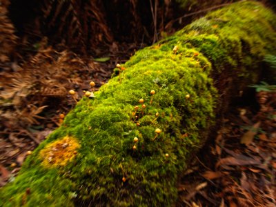 Mossy log by Dennis