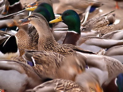 Lunch Time Frenzy!-Shirley