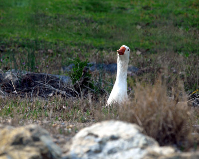 goose  sees the  cat - Catman