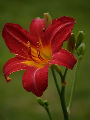 Deep Red Lily-Shirley