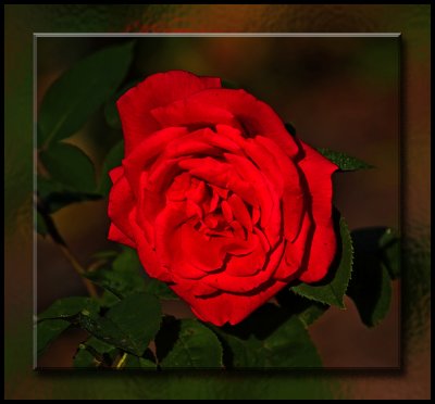 Red rose by Dennis
