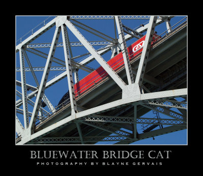 Bluewater Bridge Cat
