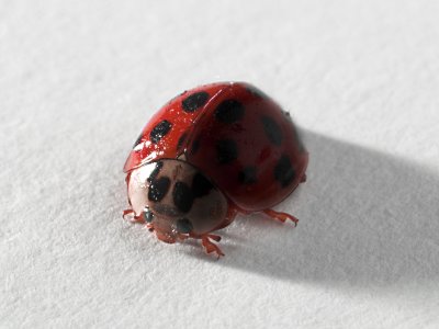 Ladybug - acwalbur