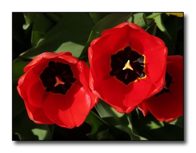 Tulips In Red by Blayne