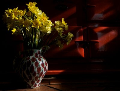 Daffodils and Aga by Jono