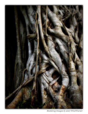 The Infamous Banyan