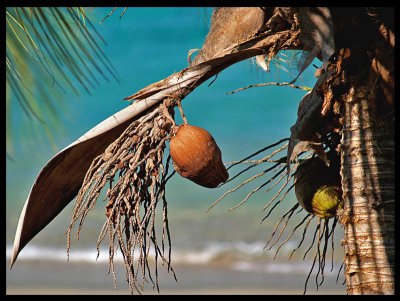 Forgotten Coconut - Rappasol