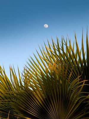 palm top and moon - Colin
