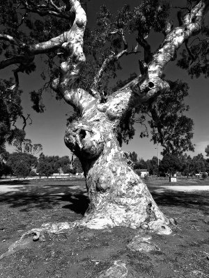 Scary old tree by Dennis