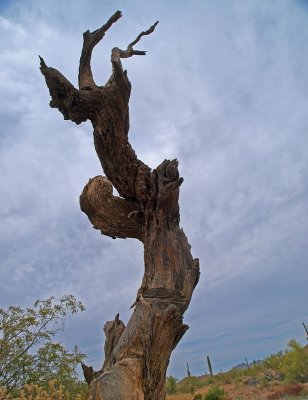 Lochness Tree -- titan