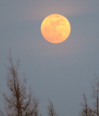 moonrise over the boreal forest - brenda