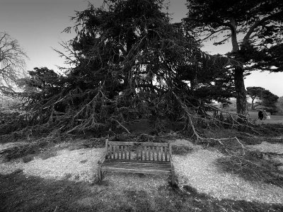 Dark tree by Jarek Dziedzic