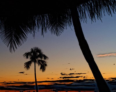 palms and sunset