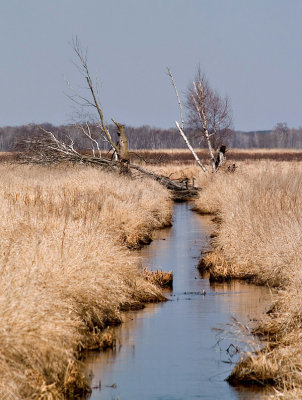 Carlos Avery Waterway - Shirley