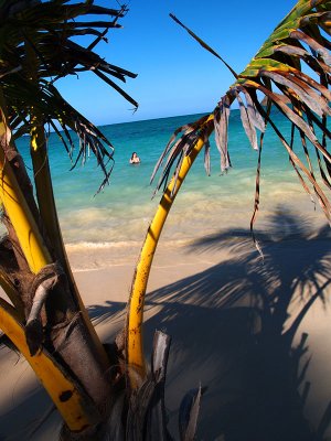 Lanikai palm