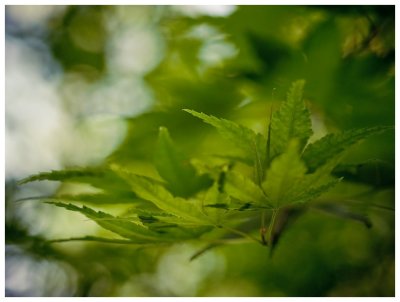 Part of the Canopy --- OaklandWoody