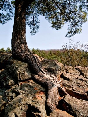 +Trees That Grow From Rock-Shirley