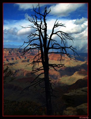 Dead Tree In the Canyon,  By David Luna