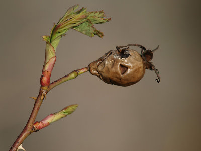 Trees shrink heads too - Goffen