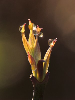 Dogwood and Dew -ArtP