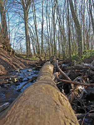 Fallen tree - OlyFlyer