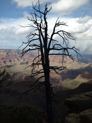 Dead Tree in The Canyon(original), By David Luna