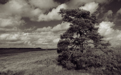 Two Trees. by Kev.