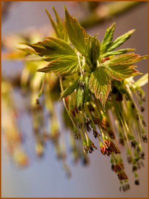 The Birth of Spring, Baby Leaves-Shirley