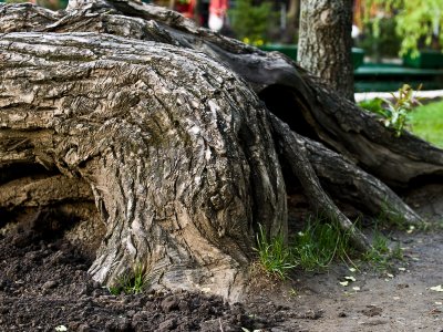 Tree drinking water