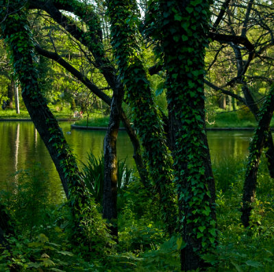 Swamp Trees