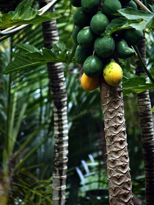 papaya grove