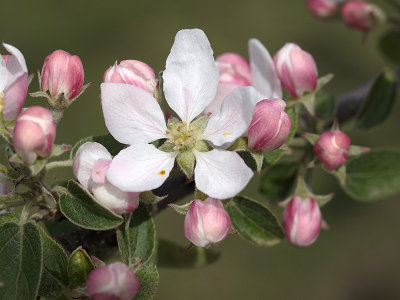 The beginning of an apple by Geophoto