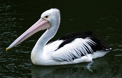 Pelican by Dennis