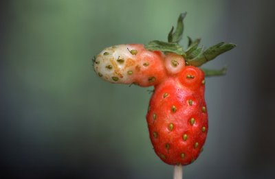 Strawberry Moose by Jono