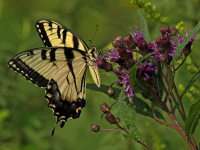 Swallowtail on Iron Weed - Drummer