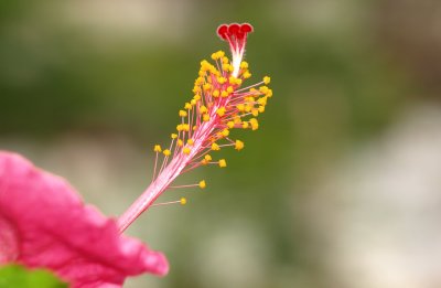 Hibiscus pistil and stamens by San