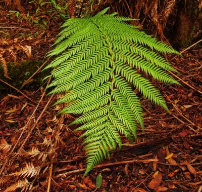 Fern frond by Dennis