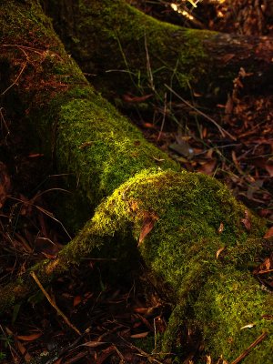 Mossy tree root by Dennis