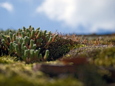 Roof micro-garden