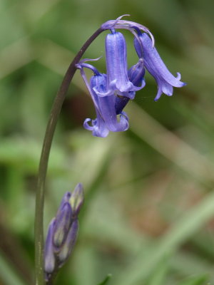 Bluebell - Danielle