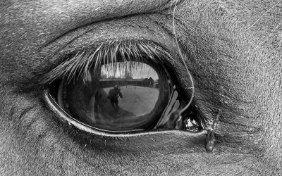 Self Portrait, Through a Horse by Private Custard