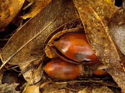 Acorns  Leaves