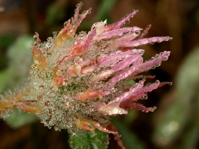 Rose Clover with Dew