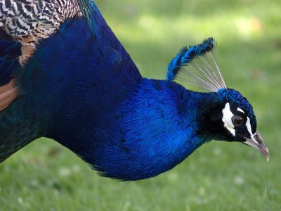 Peacock - Geophoto