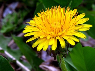 Even Dandelions can be beautiful - Tom Frisch