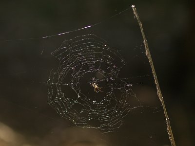 Backlit Spider, by Robert Schroeder