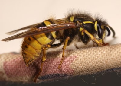 Harry the Hairy Wasp - Jerry